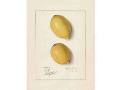 Lemon XII Vintage Art Print