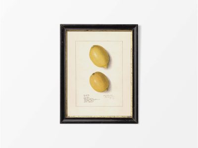 Lemon XII Vintage Art Print