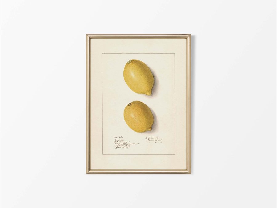 Lemon XII Vintage Art Print