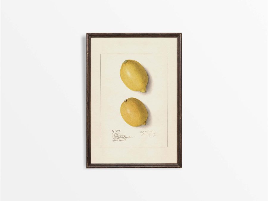 Lemon XII Vintage Art Print