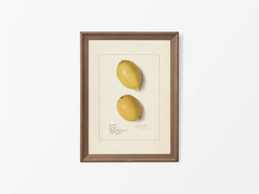 Lemon XII Vintage Art Print