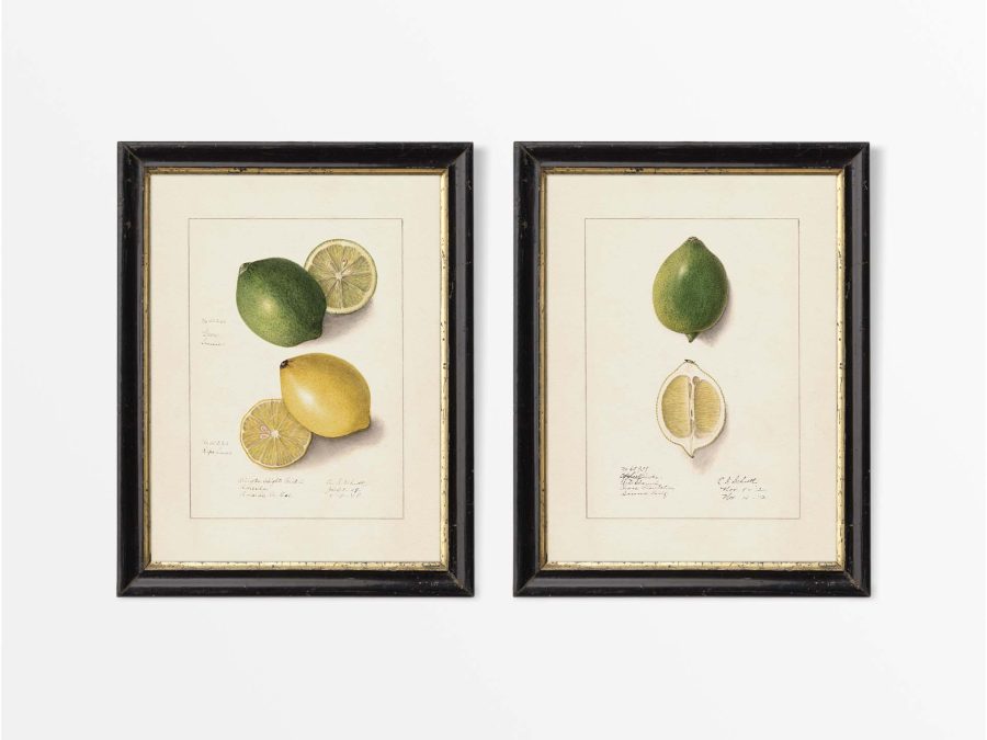 Lemons II (Set of Two) Vintage Art Prints