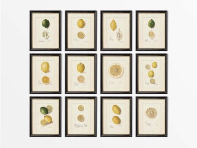 Lemons (Set of Twelve) Vintage Art Prints