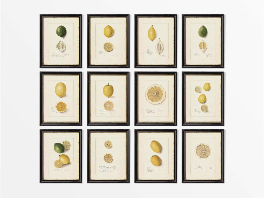 Lemons (Set of Twelve) Vintage Art Prints