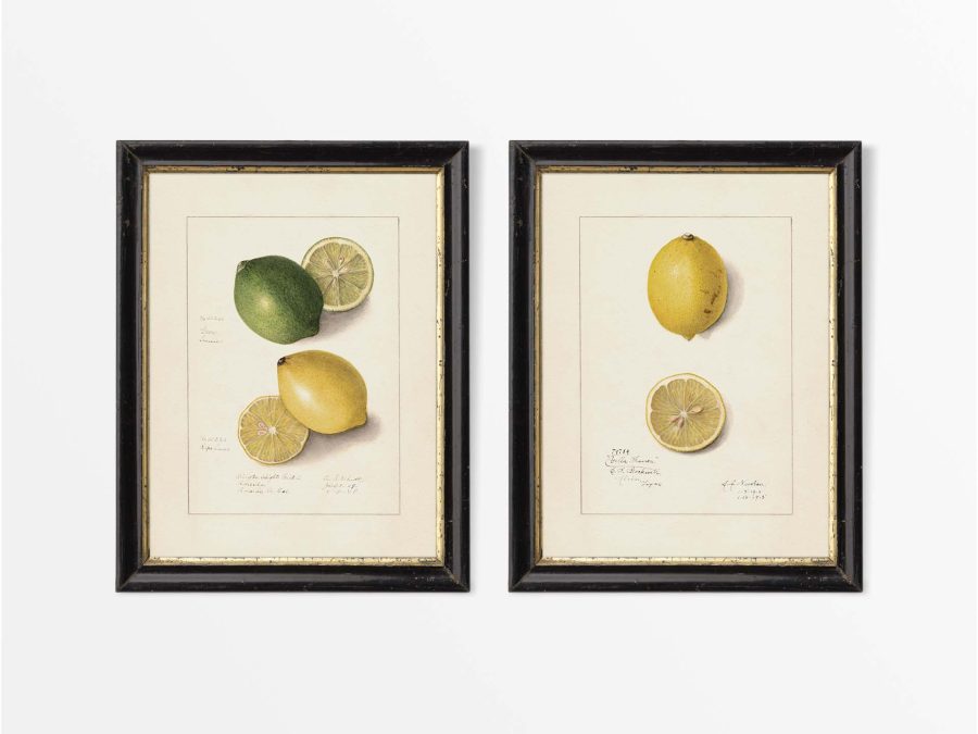 Lemons (Set of Two) Vintage Art Prints