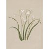 Libertia
