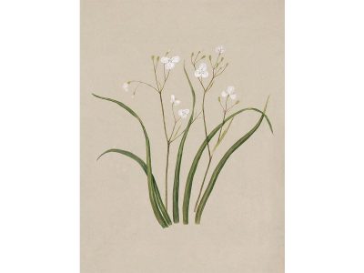 Libertia Vintage Art Print