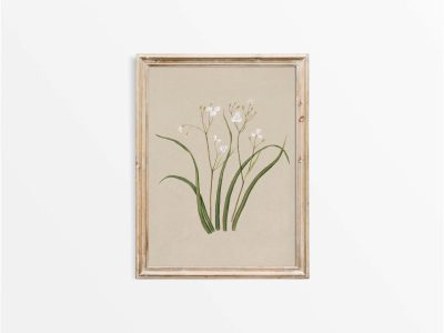 Libertia Vintage Art Print