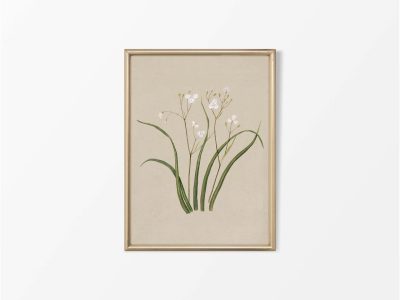 Libertia Vintage Art Print