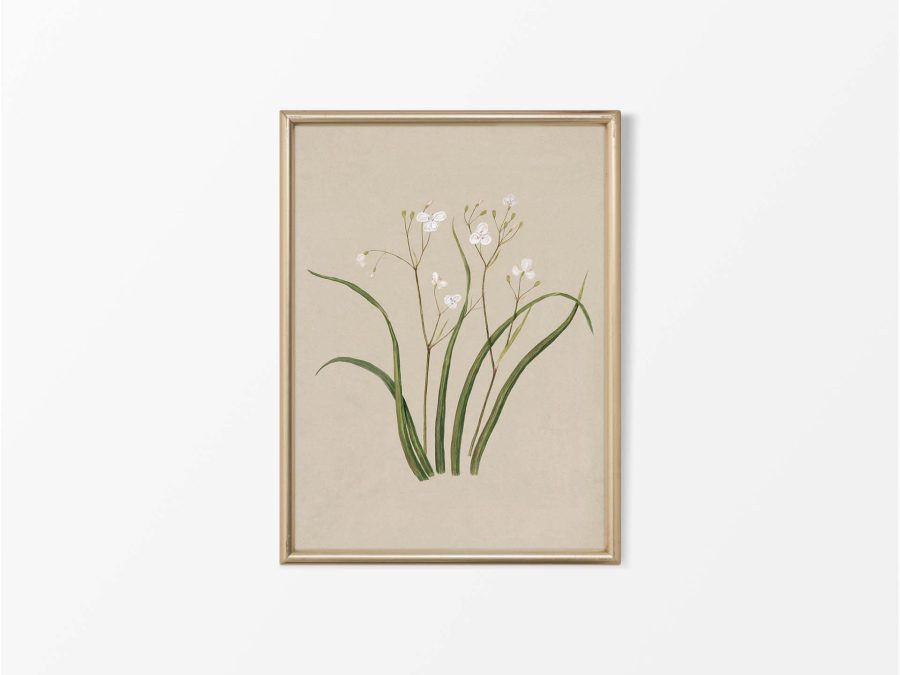 Libertia Vintage Art Print