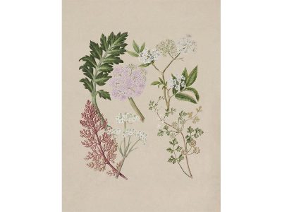 Ligosticum Vintage Art Print