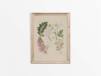 Ligosticum Vintage Art Print