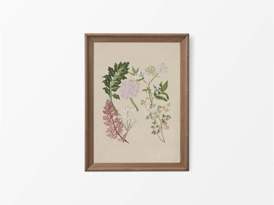 Ligosticum Vintage Art Print