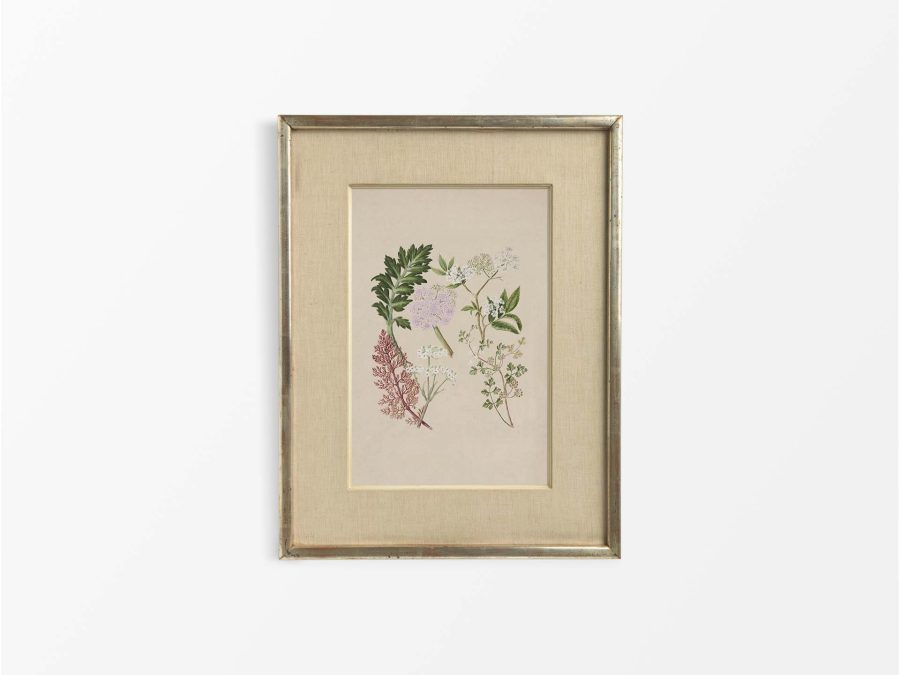 Ligosticum Vintage Art Print