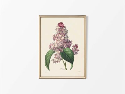 Lilac II Vintage Art Print