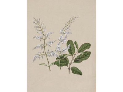 Lilac III Vintage Art Print