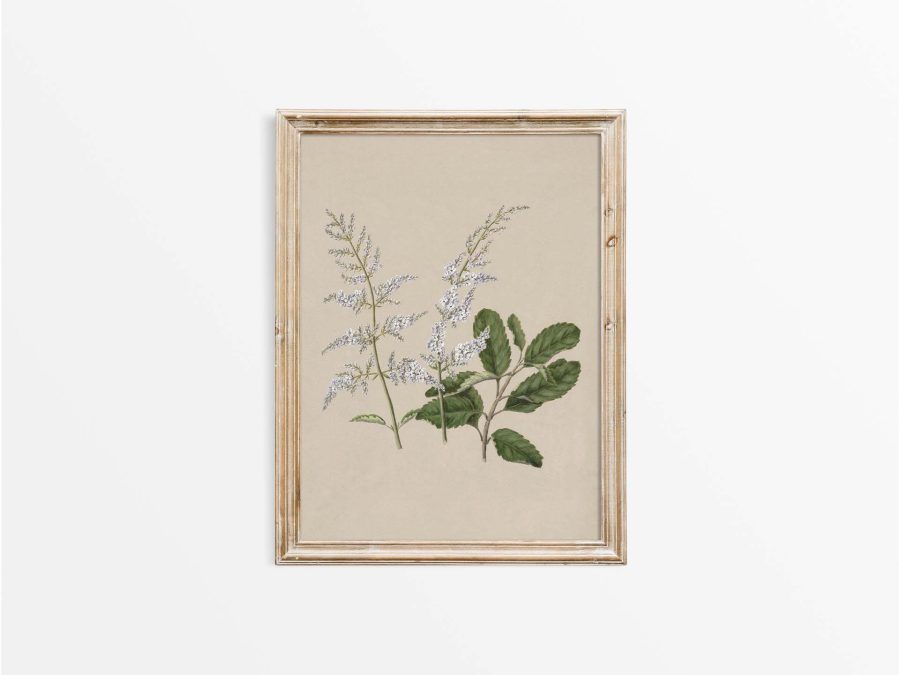 Lilac III Vintage Art Print