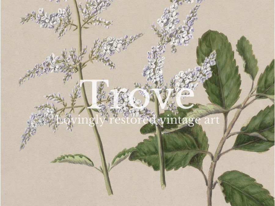 Lilac III Vintage Art Print