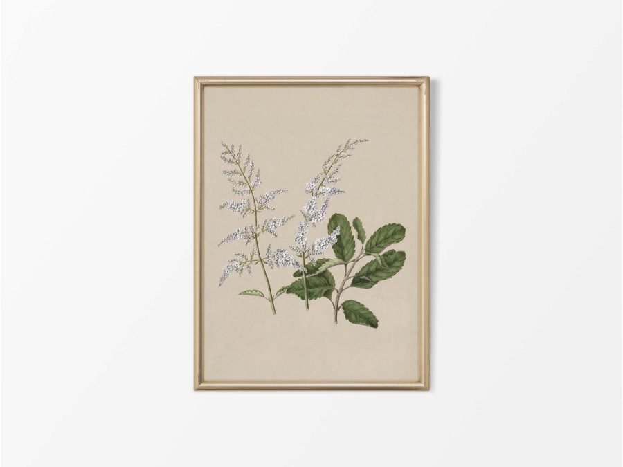 Lilac III Vintage Art Print