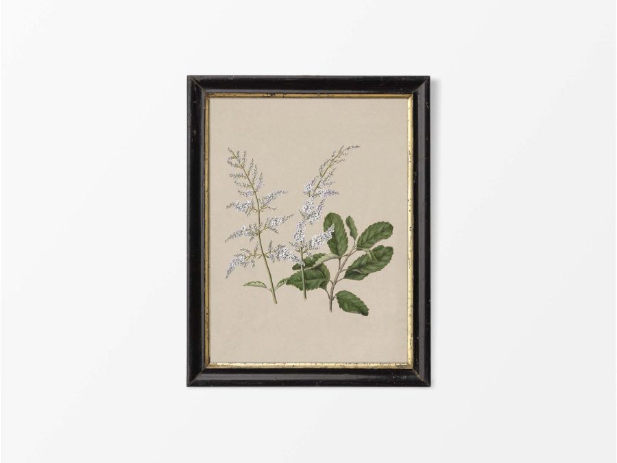 Lilac III Vintage Art Print