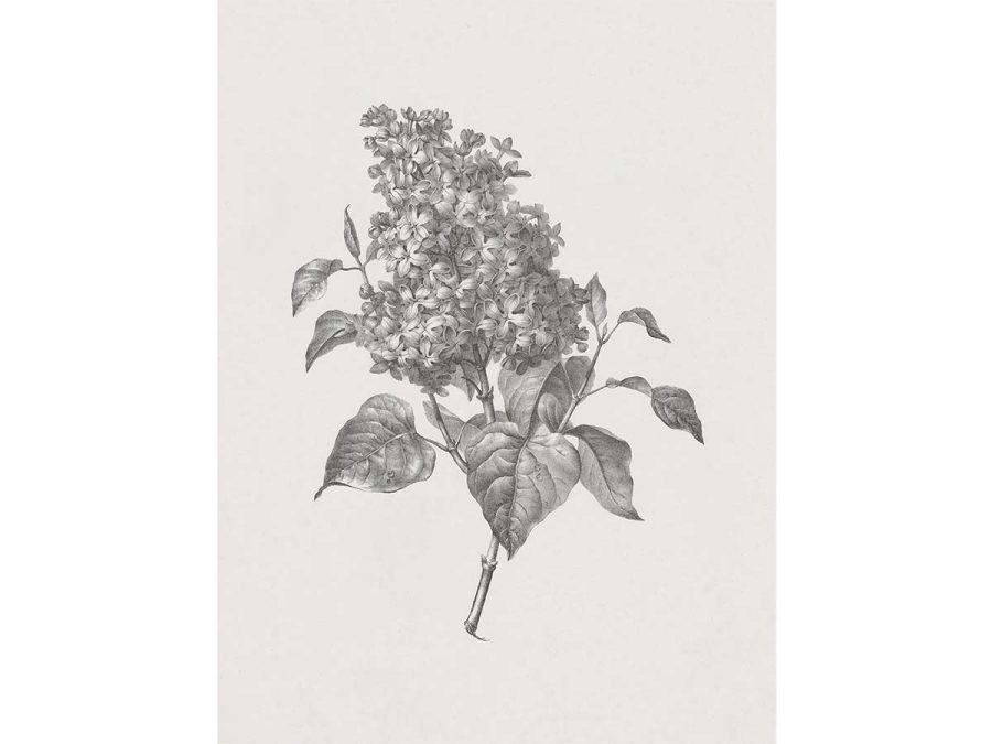 Lilac Sketch Vintage Art Print