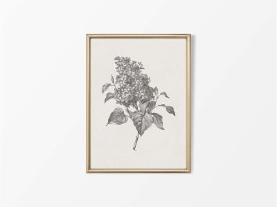 Lilac Sketch Vintage Art Print