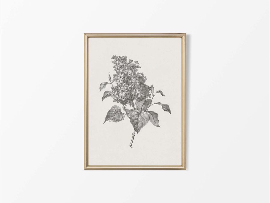 Lilac Sketch Vintage Art Print