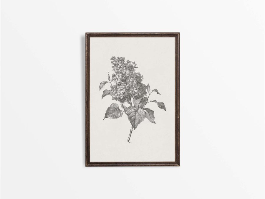 Lilac Sketch Vintage Art Print