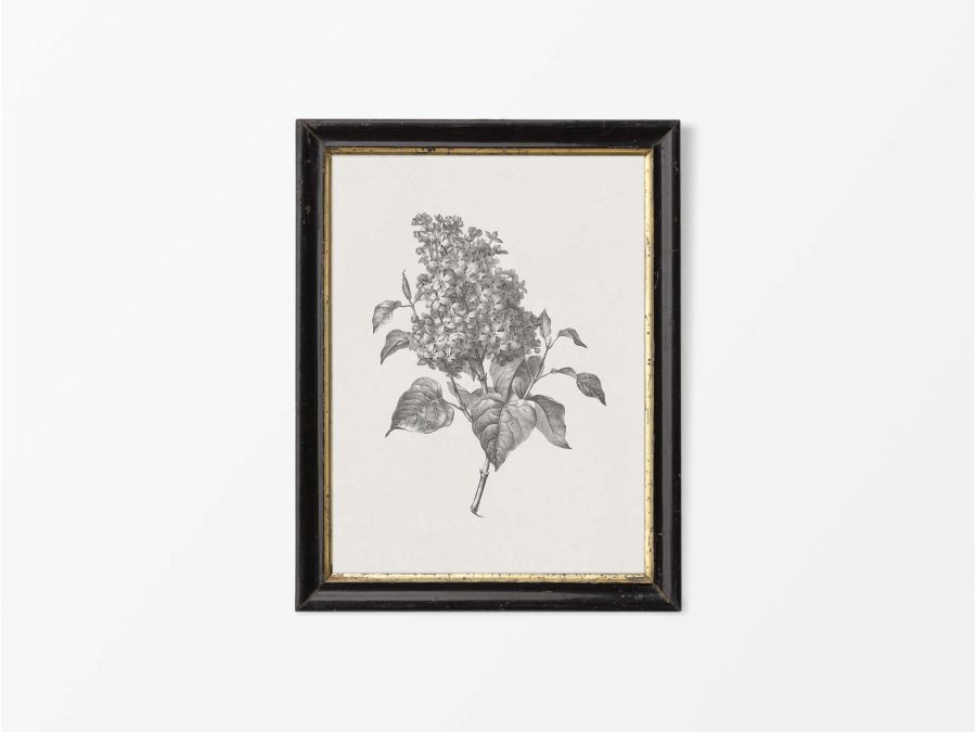 Lilac Sketch Vintage Art Print