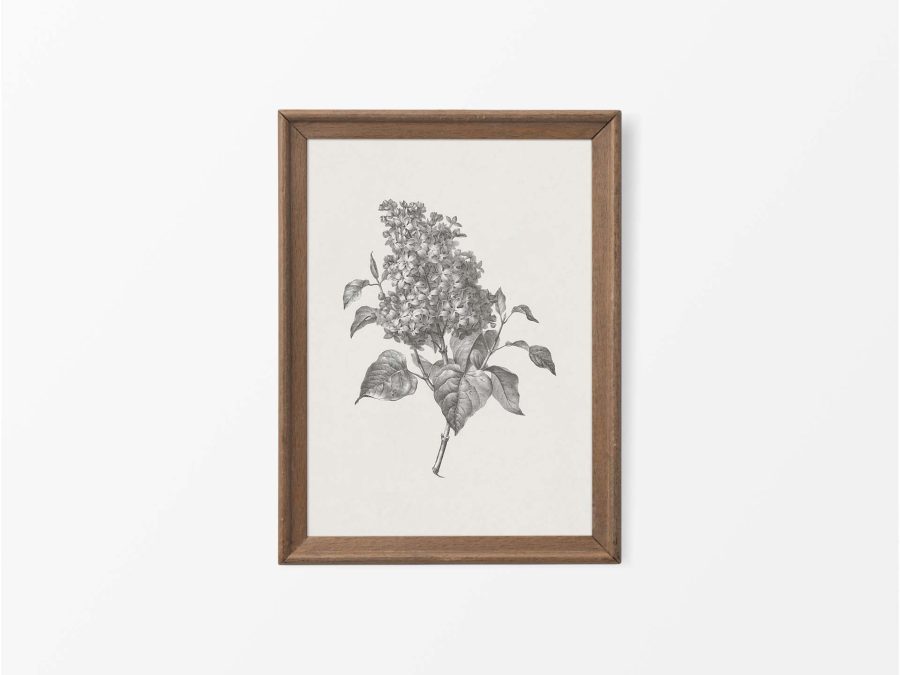 Lilac Sketch Vintage Art Print