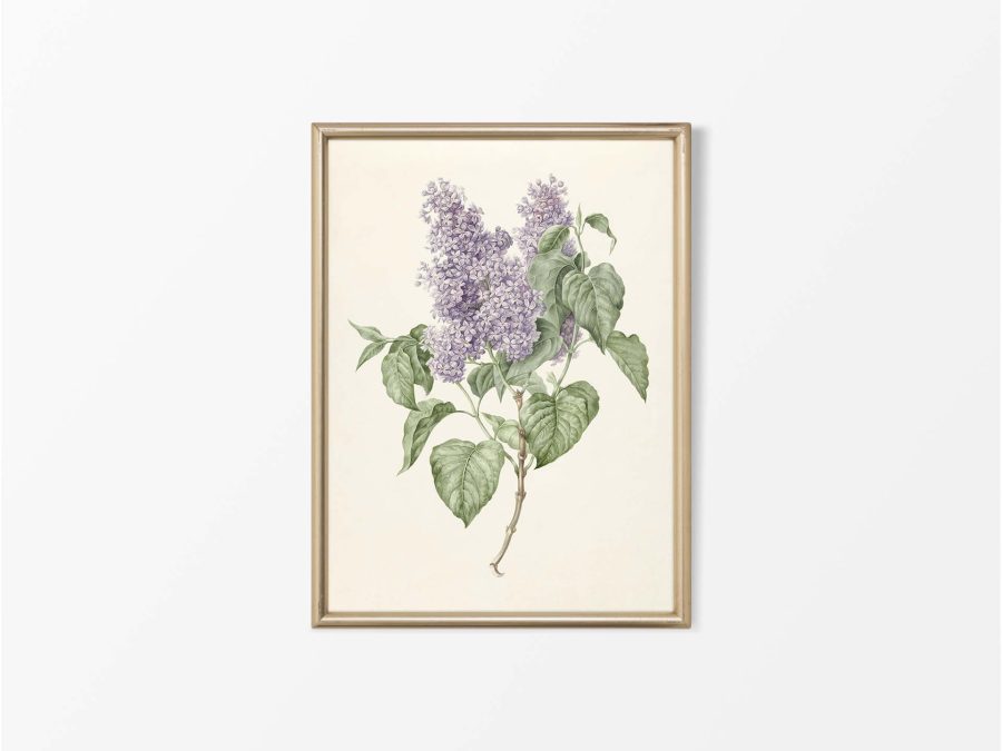 Lilac Vintage Art Print