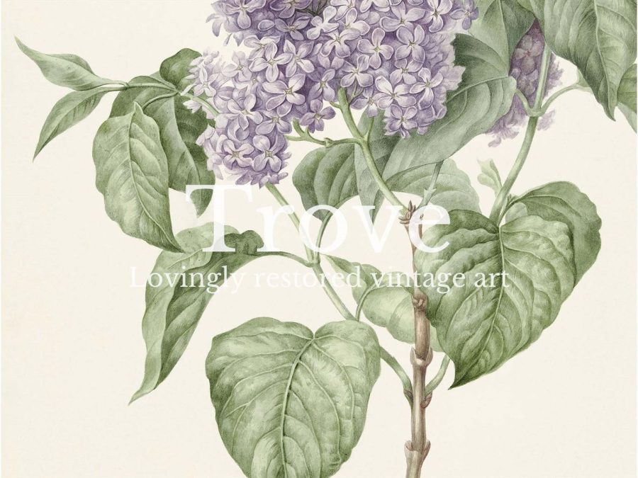 Lilac Vintage Art Print