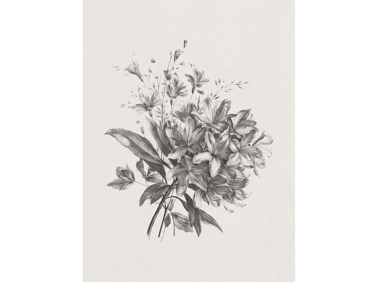 Lilies Sketch II - Trove Prints