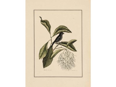 Little Black Bullfinch Vintage Art Print