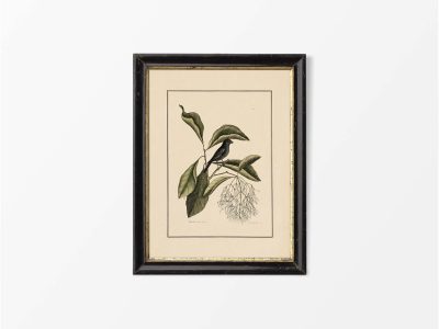 Little Black Bullfinch Vintage Art Print