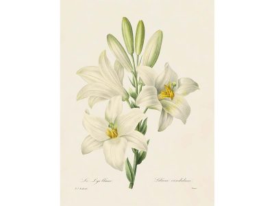 Madonna Lily Vintage Art Print