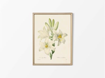 Madonna Lily Vintage Art Print