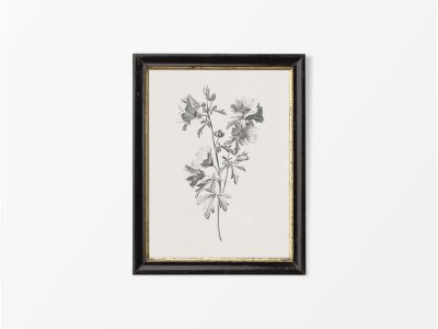 Mallow Sketch Vintage Art Print