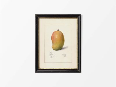 Mango Vintage Art Print