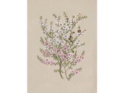 Manuka Vintage Art Print