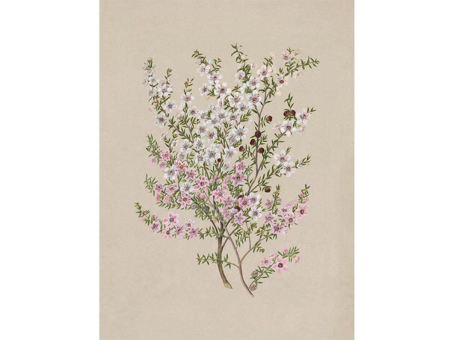 Manuka Vintage Art Print