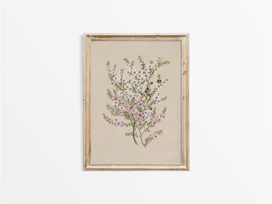 Manuka Vintage Art Print