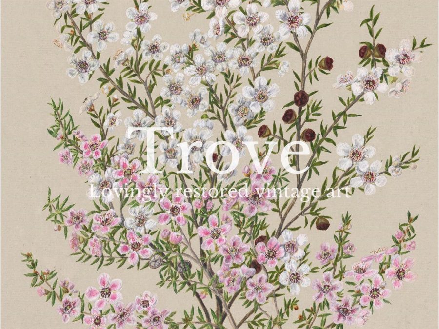 Manuka Vintage Art Print