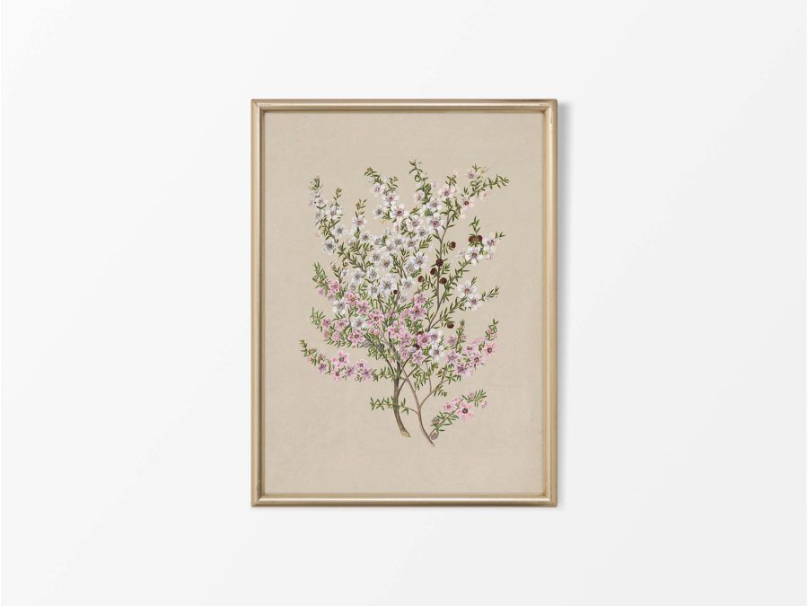 Manuka Vintage Art Print