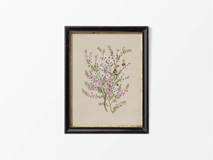 Manuka Vintage Art Print