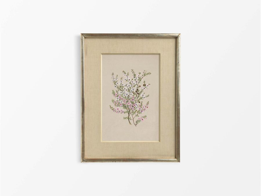 Manuka Vintage Art Print