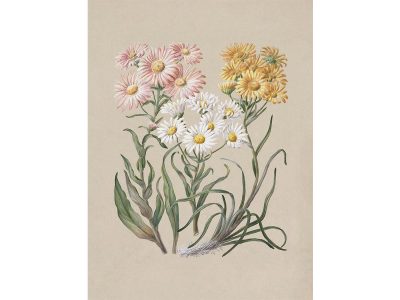 Marguerite Vintage Art Print