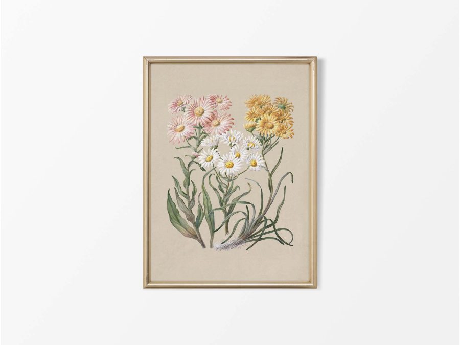 Marguerite Vintage Art Print