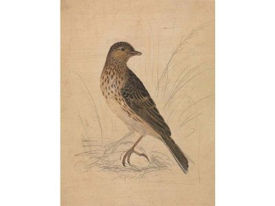 Meadow Pipit II Vintage Art Print