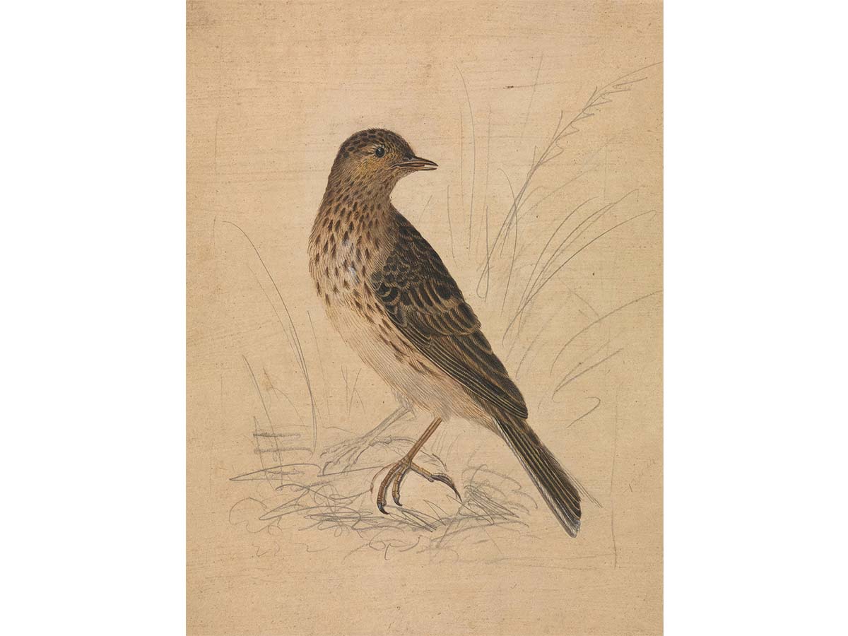 Meadow Pipit II Vintage Art Print